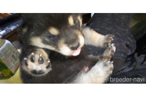 成約済の岐阜県の柴犬-177957の2枚目